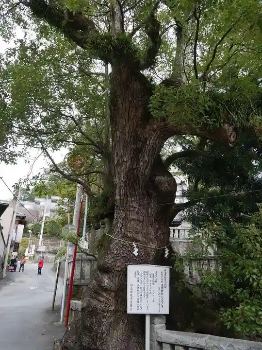 湯前神社の自然
