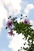 若宮神社(高知県)