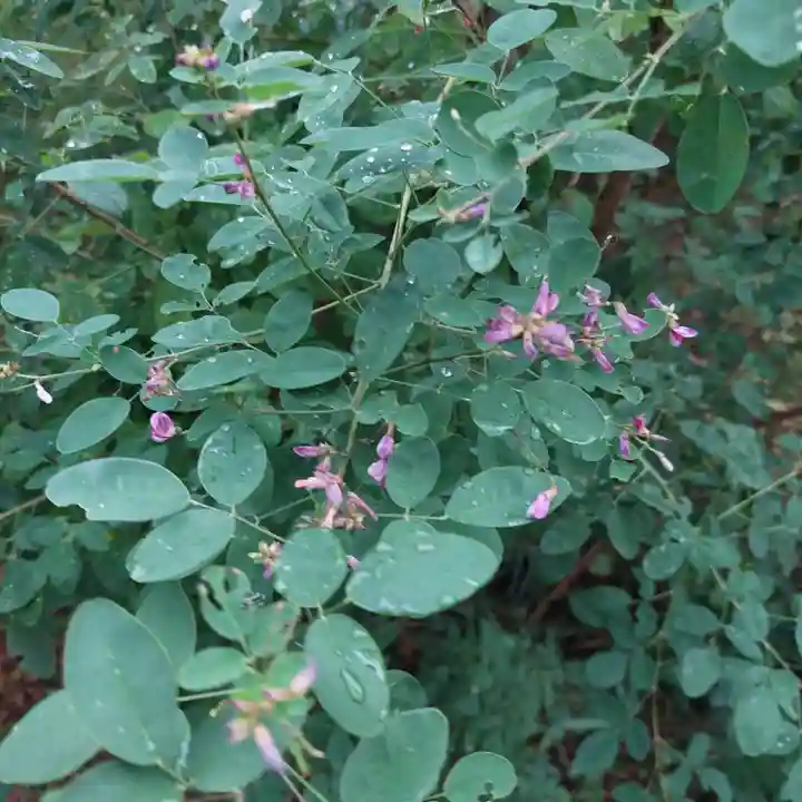 刺田比古神社の自然