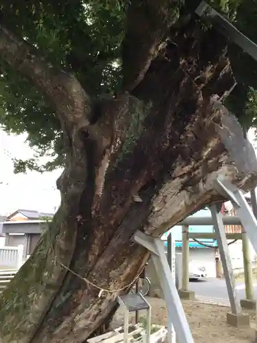 水海道諏訪神社の自然