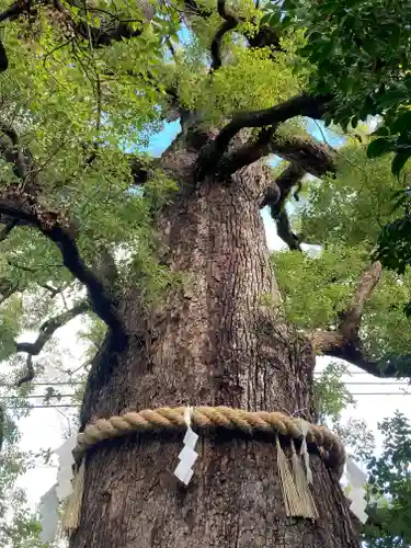 新熊野神社の自然