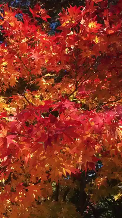 長野縣護國神社の自然