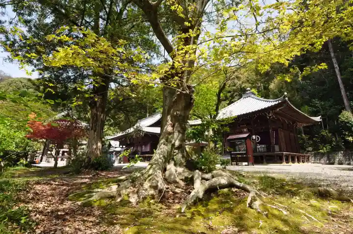 繁多寺(愛媛県)