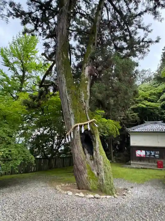 新神社の{uncategorized: "未分類", other: "その他", undefined: "問題あり", building: "その他建物", grave: "お墓", sacred_gate: "鳥居", guardian: "狛犬", statue: "像", buddha: "仏像", history: "歴史", nature: "自然", garden: "庭園", animal: "動物", pagoda: "塔", temizu: "手水舎", mountain_gate: "山門・神門", sanctuary: "本殿・本堂", subordinate: "末社・摂社", art: "芸術", scenery: "景色", jizo: "地蔵", ema: "絵馬", goshuin: "御朱印", omikuji: "おみくじ", items: "授与品その他", amulet: "お守り", goshuincho: "御朱印帳", eats: "食事", festival: "お祭り", votive_dance: "神楽", shichigosan: "七五三参", wedding: "結婚式", experience: "体験その他", initially: "初詣", around: "周辺", anti_infection: "感染症対策"}