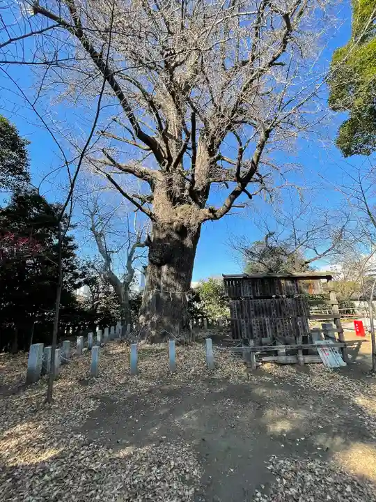 芝東照宮の自然