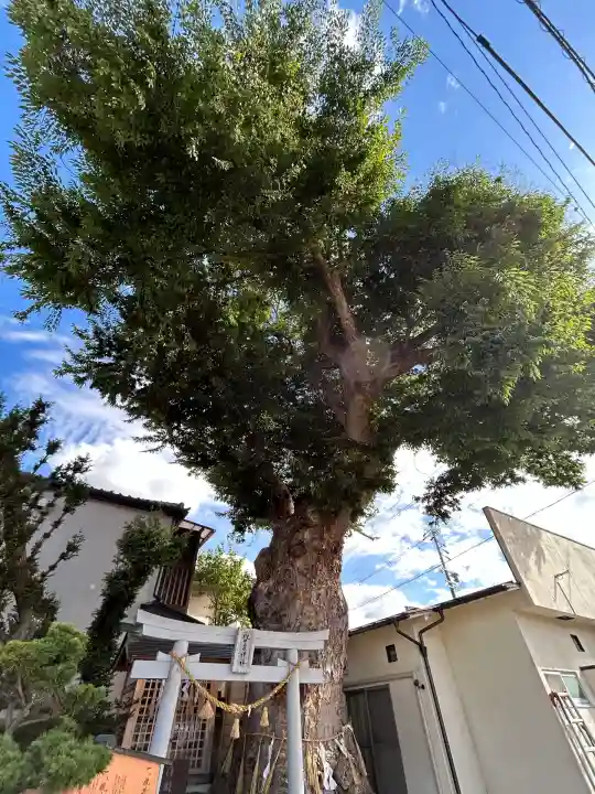 槻井泉神社(長野県)