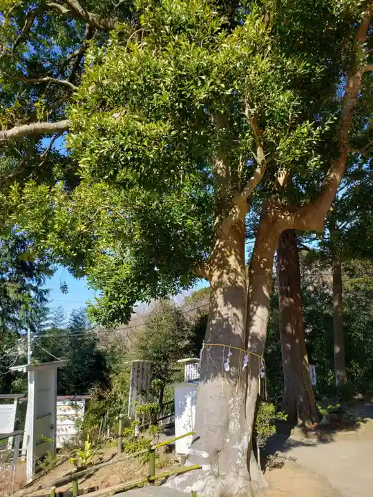 思金神社の自然