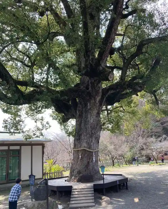 平野神社(京都府)