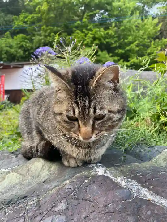 鳳仙寺の{uncategorized: "未分類", other: "その他", undefined: "問題あり", building: "その他建物", grave: "お墓", sacred_gate: "鳥居", guardian: "狛犬", statue: "像", buddha: "仏像", history: "歴史", nature: "自然", garden: "庭園", animal: "動物", pagoda: "塔", temizu: "手水舎", mountain_gate: "山門・神門", sanctuary: "本殿・本堂", subordinate: "末社・摂社", art: "芸術", scenery: "景色", jizo: "地蔵", ema: "絵馬", goshuin: "御朱印", omikuji: "おみくじ", items: "授与品その他", amulet: "お守り", goshuincho: "御朱印帳", eats: "食事", festival: "お祭り", votive_dance: "神楽", shichigosan: "七五三参", wedding: "結婚式", experience: "体験その他", initially: "初詣", around: "周辺", anti_infection: "感染症対策"}