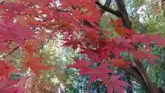 冠稲荷神社の自然