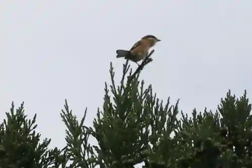 鹿島大神宮の自然