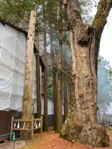 諏訪大社の自然