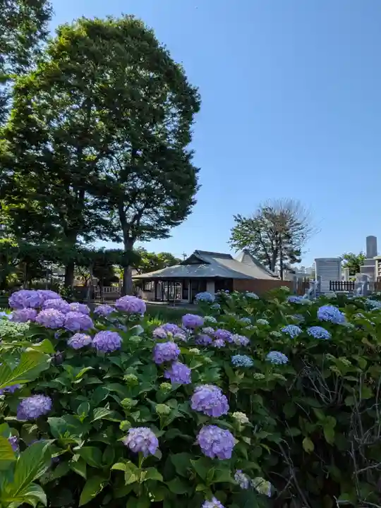 妙法寺(東京都)
