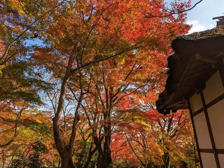 常寂光寺(京都府)