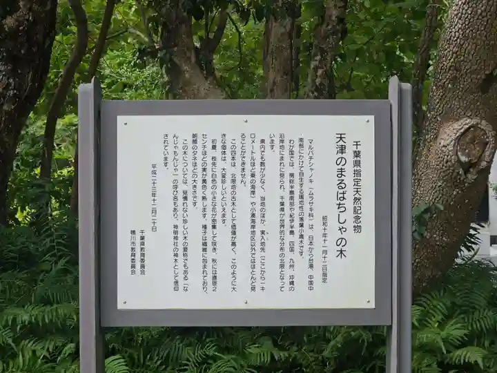 天津神明宮(千葉県)