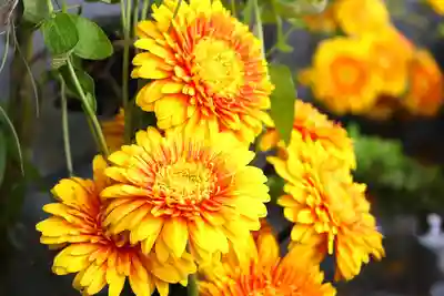 三津厳島神社の手水舎
