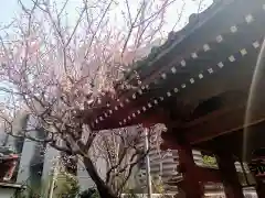 新井薬師（梅照院）(東京都)