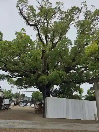 百舌鳥八幡宮(大阪府)