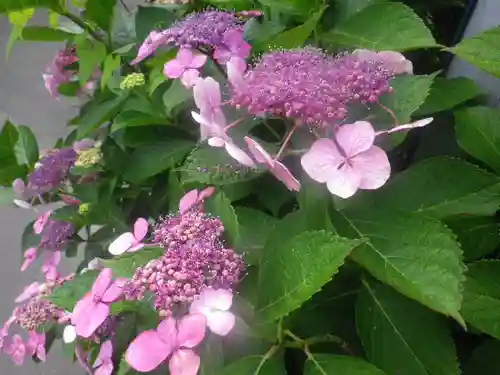 御霊神社の自然