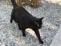 小野照崎神社の動物