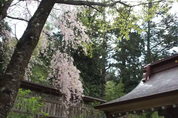 鳥海山大物忌神社蕨岡口ノ宮の自然