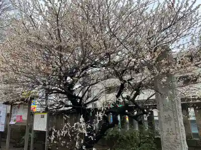 氷川鍬神社の{uncategorized: "未分類", other: "その他", undefined: "問題あり", building: "その他建物", grave: "お墓", sacred_gate: "鳥居", guardian: "狛犬", statue: "像", buddha: "仏像", history: "歴史", nature: "自然", garden: "庭園", animal: "動物", pagoda: "塔", temizu: "手水舎", mountain_gate: "山門・神門", sanctuary: "本殿・本堂", subordinate: "末社・摂社", art: "芸術", scenery: "景色", jizo: "地蔵", ema: "絵馬", goshuin: "御朱印", omikuji: "おみくじ", items: "授与品その他", amulet: "お守り", goshuincho: "御朱印帳", eats: "食事", festival: "お祭り", votive_dance: "神楽", shichigosan: "七五三参", wedding: "結婚式", experience: "体験その他", initially: "初詣", around: "周辺", anti_infection: "感染症対策"}