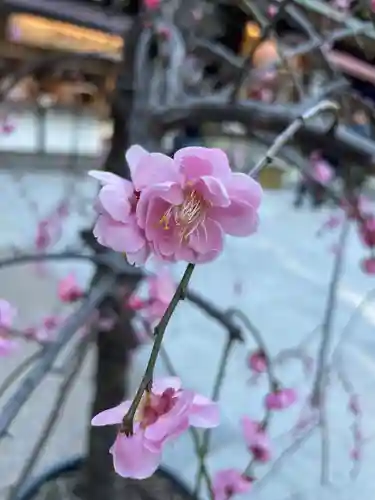 東京大神宮(東京都)