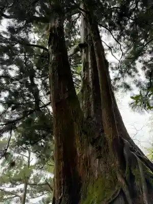 玉置神社の{uncategorized: "未分類", other: "その他", undefined: "問題あり", building: "その他建物", grave: "お墓", sacred_gate: "鳥居", guardian: "狛犬", statue: "像", buddha: "仏像", history: "歴史", nature: "自然", garden: "庭園", animal: "動物", pagoda: "塔", temizu: "手水舎", mountain_gate: "山門・神門", sanctuary: "本殿・本堂", subordinate: "末社・摂社", art: "芸術", scenery: "景色", jizo: "地蔵", ema: "絵馬", goshuin: "御朱印", omikuji: "おみくじ", items: "授与品その他", amulet: "お守り", goshuincho: "御朱印帳", eats: "食事", festival: "お祭り", votive_dance: "神楽", shichigosan: "七五三参", wedding: "結婚式", experience: "体験その他", initially: "初詣", around: "周辺", anti_infection: "感染症対策"}