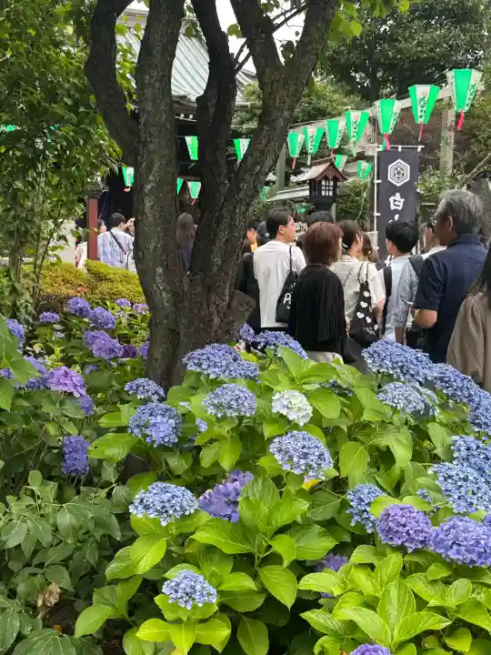 白山神社(東京都)
