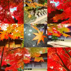 滑川神社 - 仕事と子どもの守り神の自然(2020年11月14日(土) 11時09分36秒投稿)