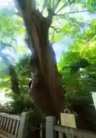 青渭神社の{uncategorized: "未分類", other: "その他", undefined: "問題あり", building: "その他建物", grave: "お墓", sacred_gate: "鳥居", guardian: "狛犬", statue: "像", buddha: "仏像", history: "歴史", nature: "自然", garden: "庭園", animal: "動物", pagoda: "塔", temizu: "手水舎", mountain_gate: "山門・神門", sanctuary: "本殿・本堂", subordinate: "末社・摂社", art: "芸術", scenery: "景色", jizo: "地蔵", ema: "絵馬", goshuin: "御朱印", omikuji: "おみくじ", items: "授与品その他", amulet: "お守り", goshuincho: "御朱印帳", eats: "食事", festival: "お祭り", votive_dance: "神楽", shichigosan: "七五三参", wedding: "結婚式", experience: "体験その他", initially: "初詣", around: "周辺", anti_infection: "感染症対策"}