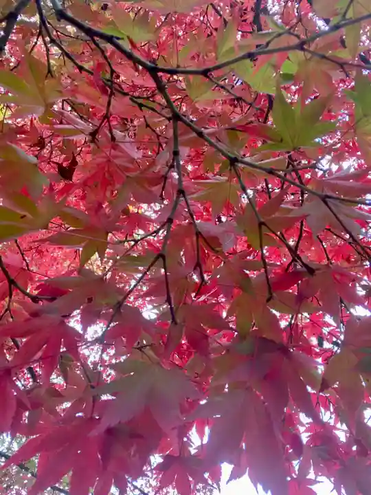 真正極楽寺(真如堂)の庭園