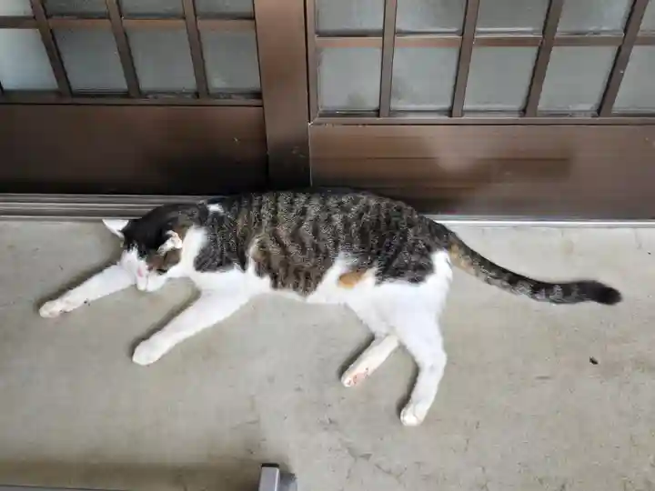 御誕生寺(猫寺)(福井県)