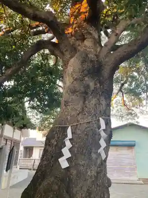 神明神社の自然