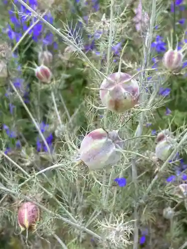 埼玉厄除け開運大師・龍泉寺（切り絵御朱印発祥の寺）の自然