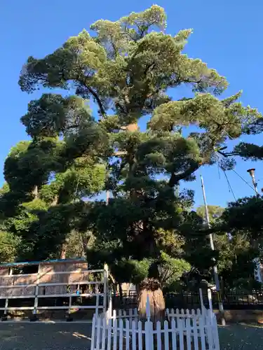 牟呂八幡宮の自然