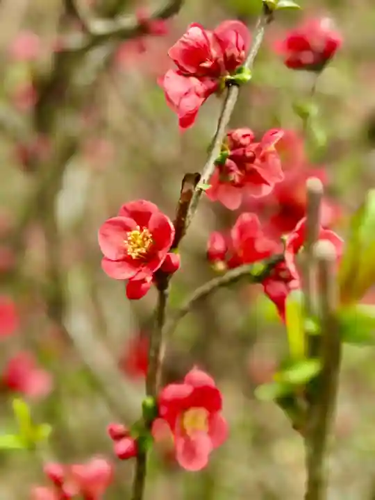金峯山寺の{uncategorized: "未分類", other: "その他", undefined: "問題あり", building: "その他建物", grave: "お墓", sacred_gate: "鳥居", guardian: "狛犬", statue: "像", buddha: "仏像", history: "歴史", nature: "自然", garden: "庭園", animal: "動物", pagoda: "塔", temizu: "手水舎", mountain_gate: "山門・神門", sanctuary: "本殿・本堂", subordinate: "末社・摂社", art: "芸術", scenery: "景色", jizo: "地蔵", ema: "絵馬", goshuin: "御朱印", omikuji: "おみくじ", items: "授与品その他", amulet: "お守り", goshuincho: "御朱印帳", eats: "食事", festival: "お祭り", votive_dance: "神楽", shichigosan: "七五三参", wedding: "結婚式", experience: "体験その他", initially: "初詣", around: "周辺", anti_infection: "感染症対策"}