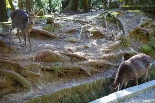春日大社の動物