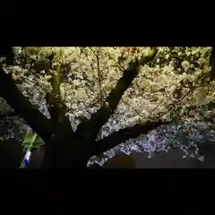 尾張大國霊神社（国府宮）の自然