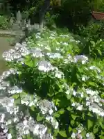 御霊神社の自然