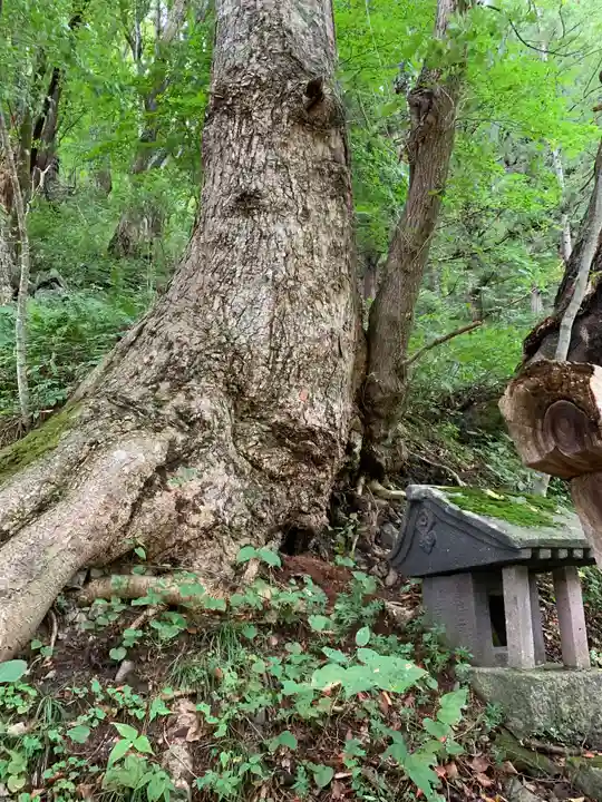 愛宕神社の自然