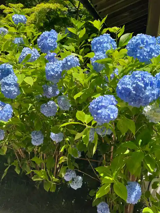 明月院(神奈川県)