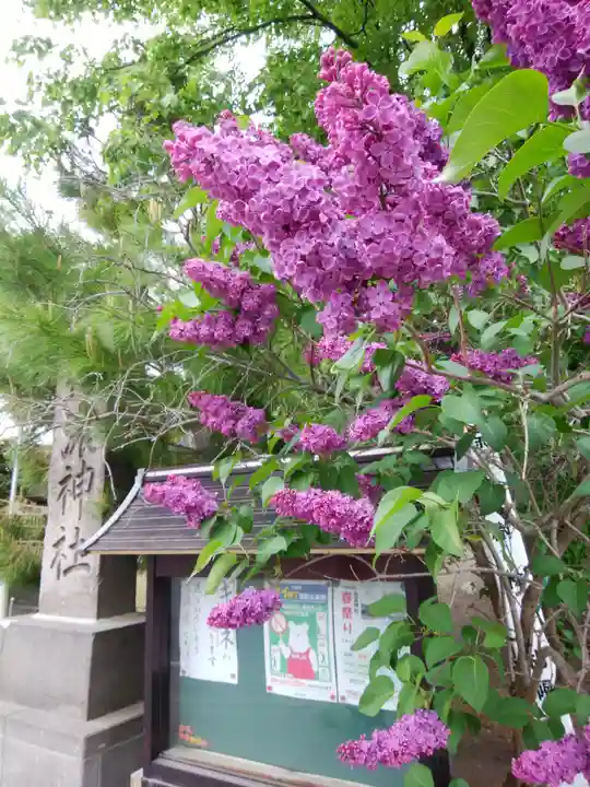 信濃神社の自然