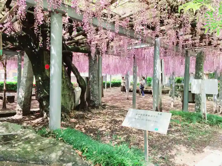 天満神社の自然