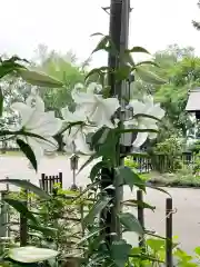 新琴似神社の自然