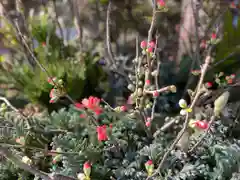 國魂神社の自然