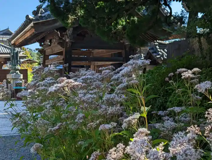 柳谷観音 楊谷寺(京都府)