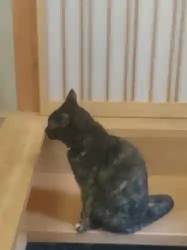 五十稲荷神社(栄寿稲荷神社)の動物