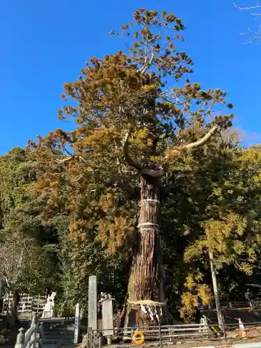 大國魂神社の鳥居