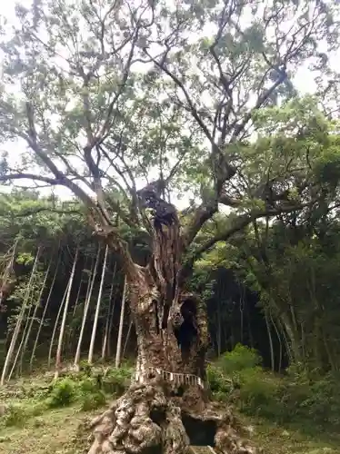 武雄神社の自然